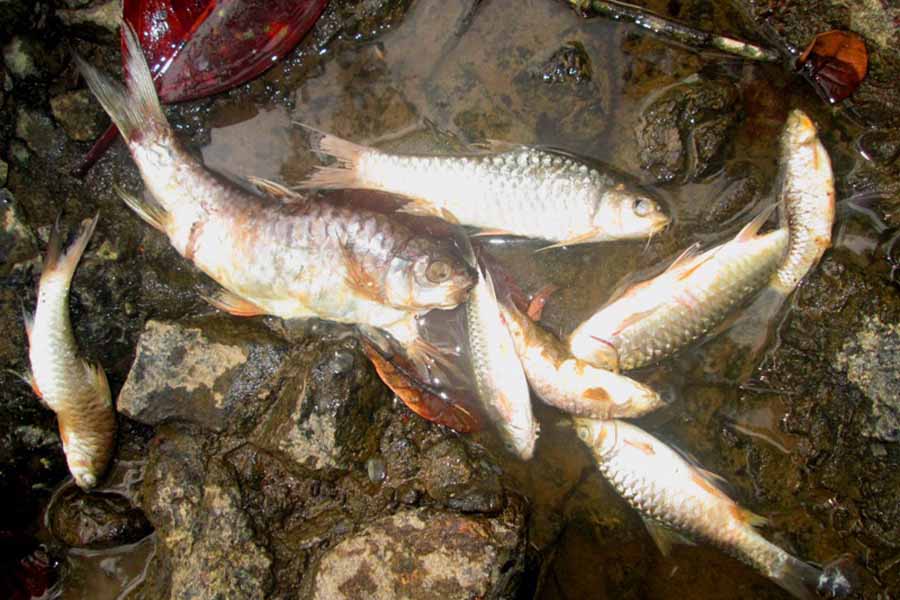 Ratusan Ikan Mati di Krueng Tangse-Geumpang Nyaris Sepekan